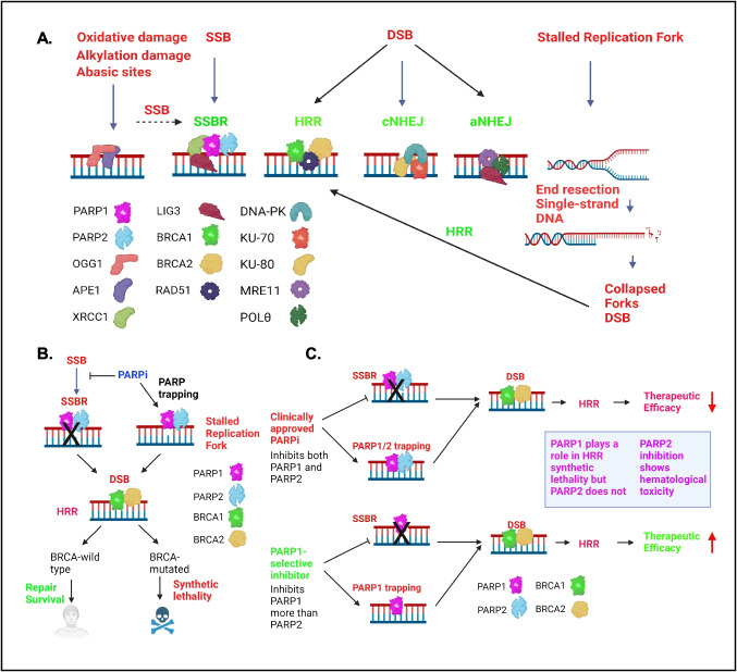 Targeting PARP1: A Promising Approach for Next-Generation Poly (ADP-ribose) Polymerase Inhibitors.