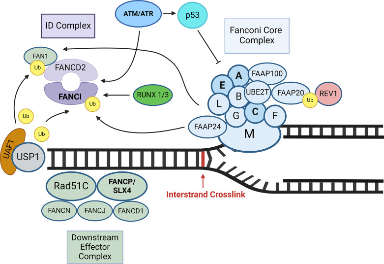 Ultrarare Variants in DNA Damage Repair Genes in Pediatric Acute-Onset Neuropsychiatric Syndrome or Acute Behavioral Regression in Neurodevelopmental Disorders.