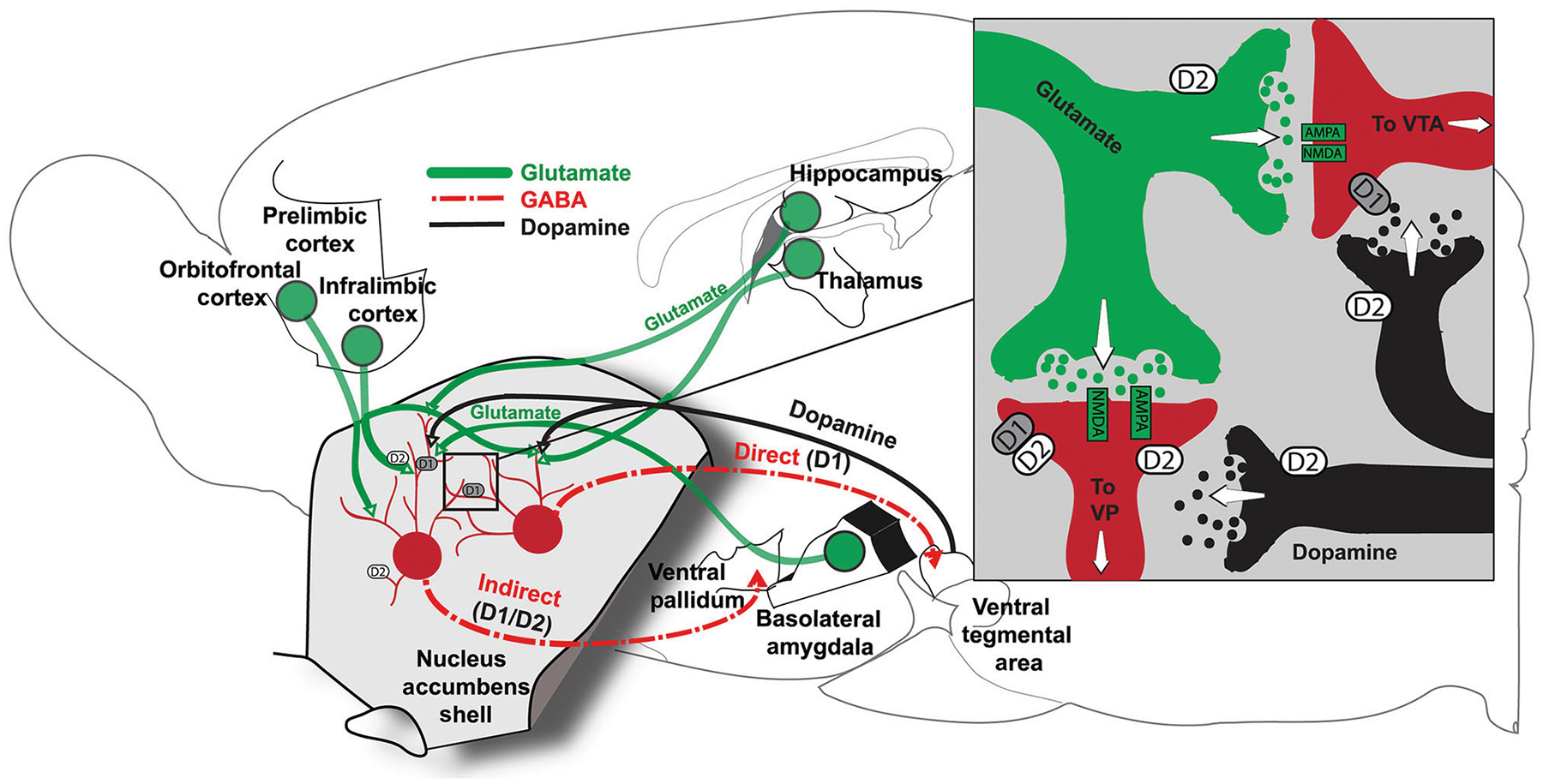Estrogen regulation of the nucleus accumbens as a gateway to understanding menopause associated metabolic dysfunction.