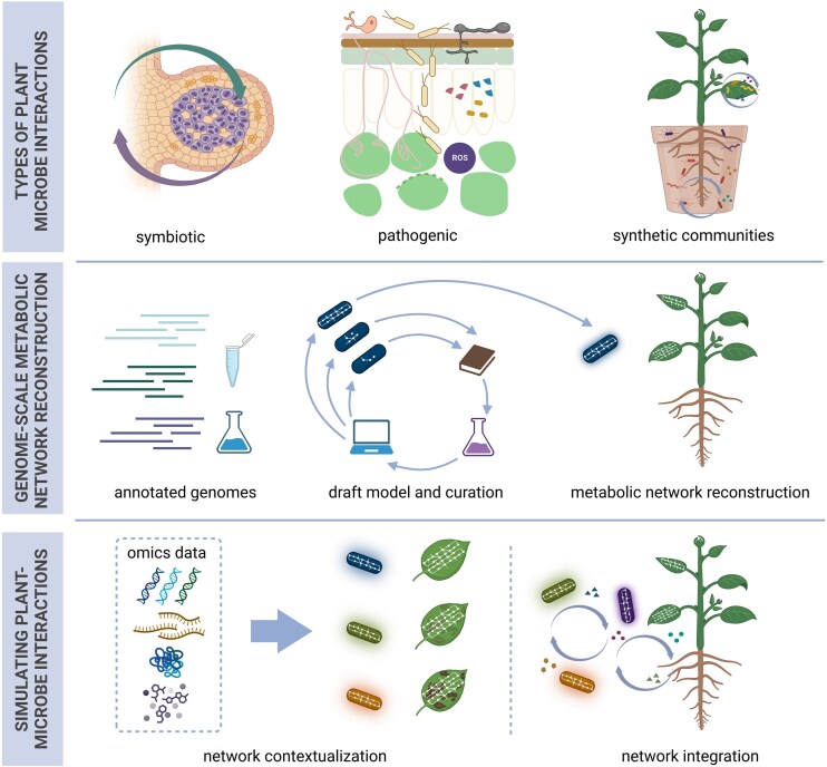 In silico encounters: harnessing metabolic modelling to understand plant-microbe interactions.