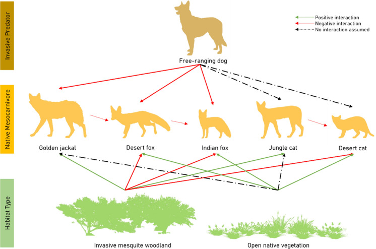Invasive woodlands and intruding dogs shape the structure of a mesocarnivore guild.