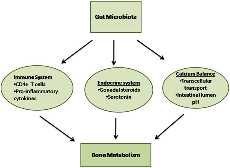 Repercussions of gastrointestinal microbiota in postmenopausal osteoporosis.