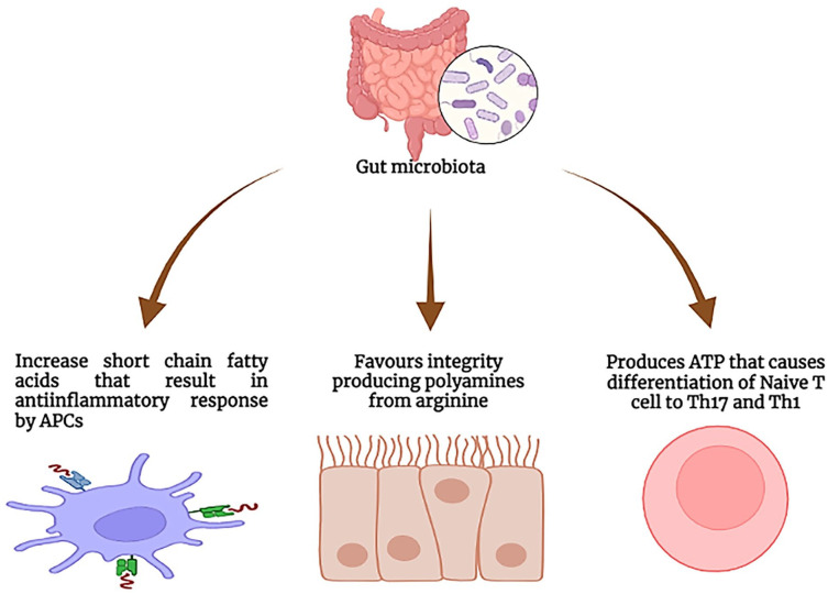 Repercussions of gastrointestinal microbiota in postmenopausal osteoporosis.