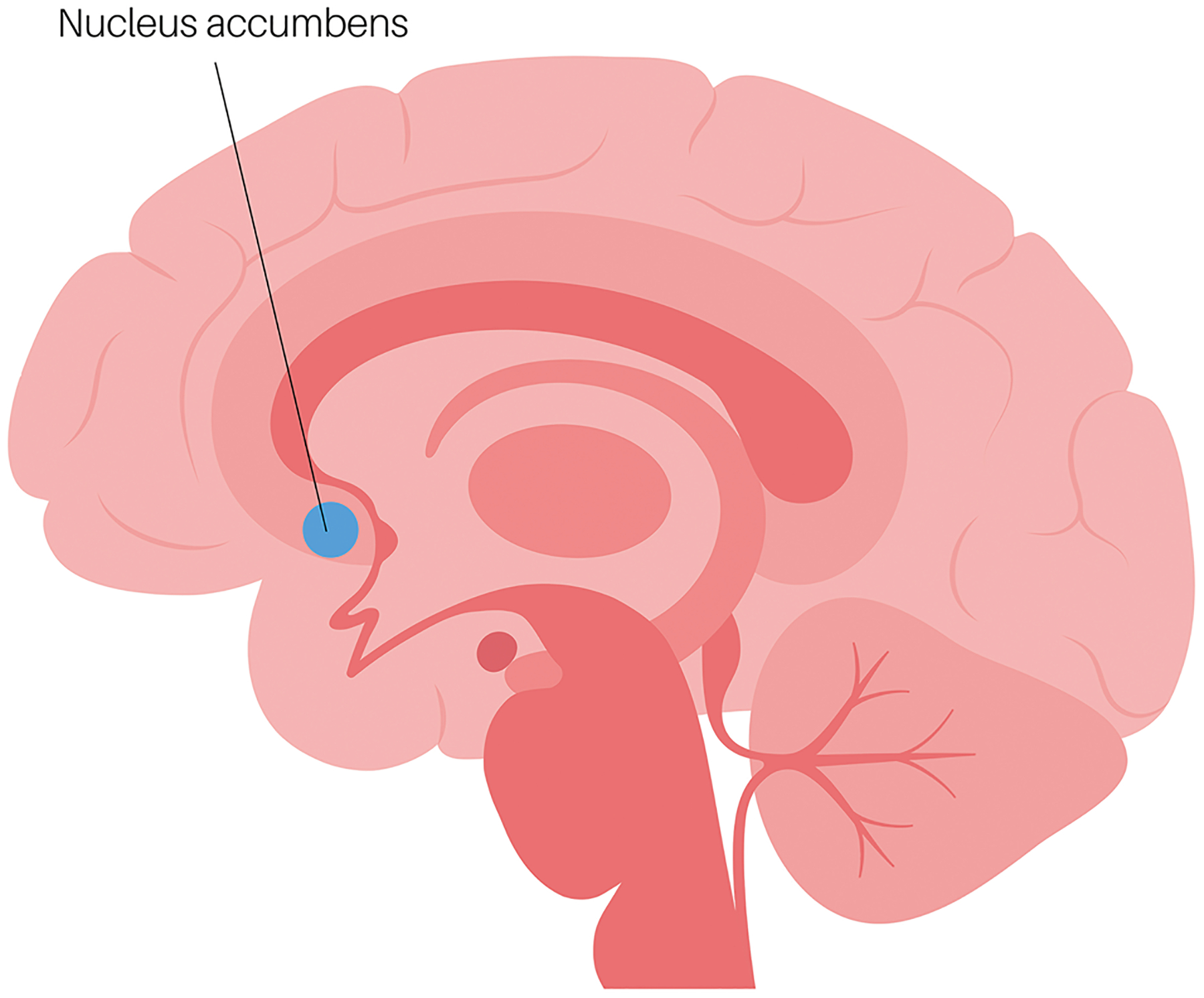 Estrogen regulation of the nucleus accumbens as a gateway to understanding menopause associated metabolic dysfunction.