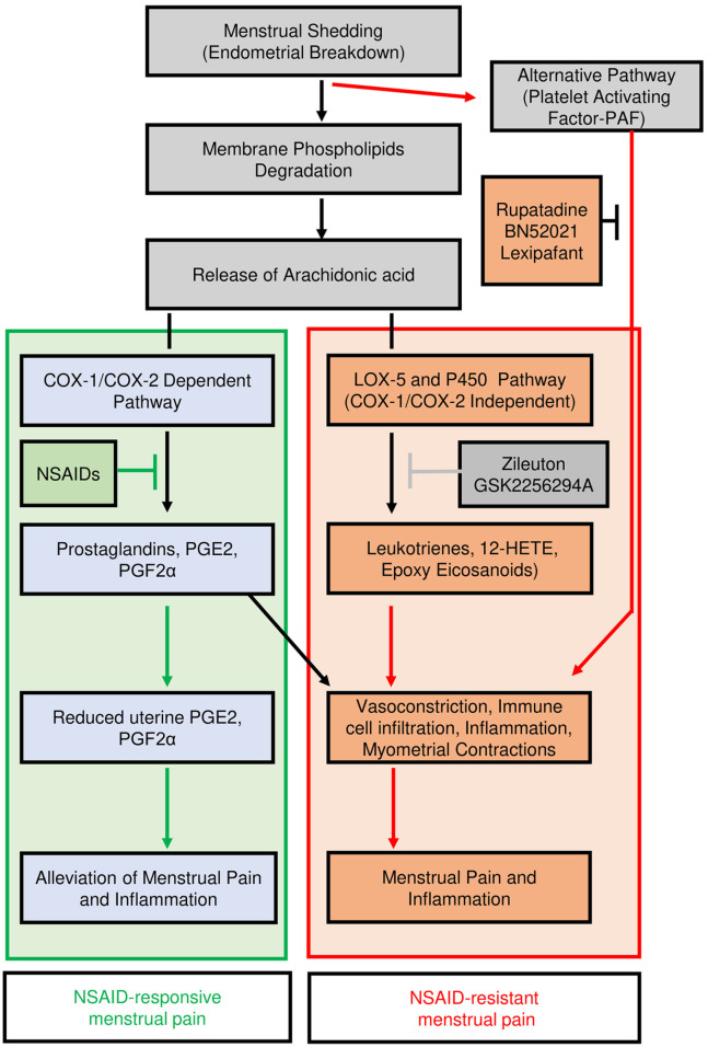 Seeking the root causes of menstrual pain: A systematic review of biomarkers in menstrual effluent.