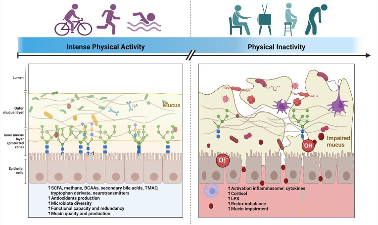 Mechanisms underlying alterations of the gut microbiota by exercise and their role in shaping ecological resilience.