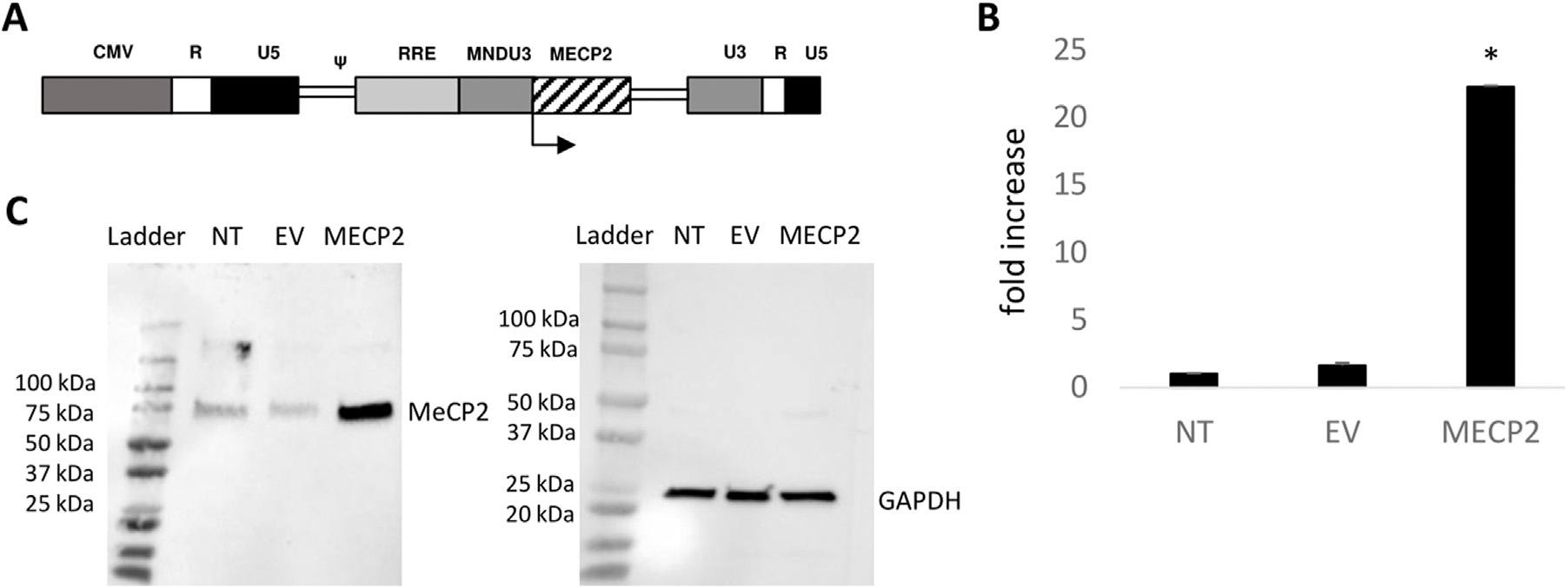 Transduction of hematopoietic stem and progenitor cells by an <i>MECP2</i> lentiviral vector improves Rett syndrome phenotypes.