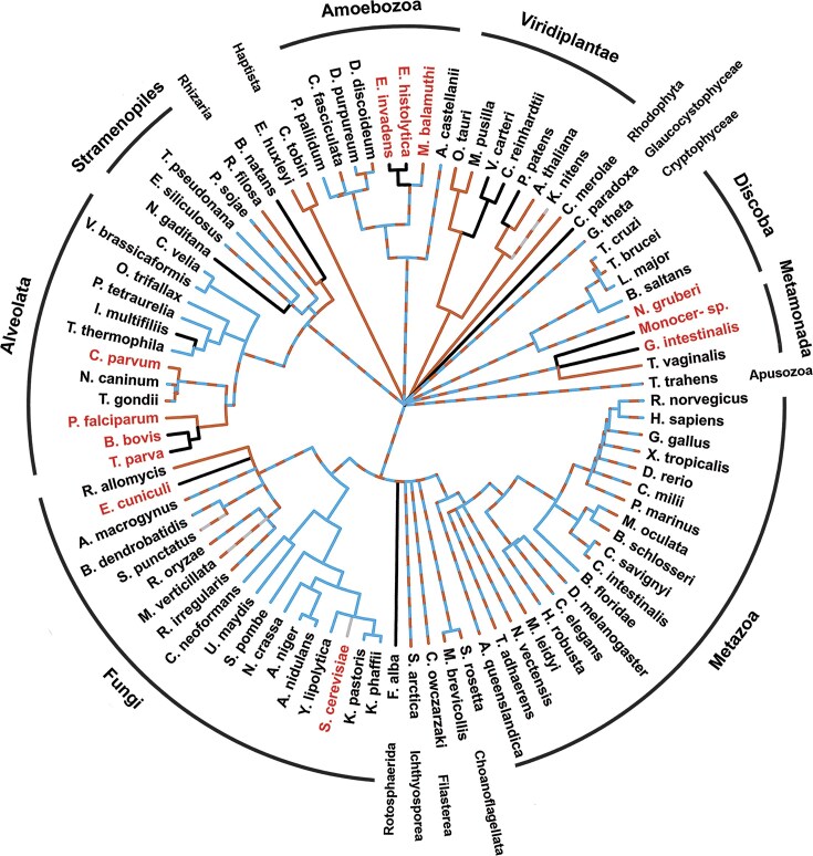 Golgi_traff phylogeny reveals ancient eukaryotic genes with recent surprises: replication and diversification of HID1 domain-containing protein unique to Schizosaccharomyces.