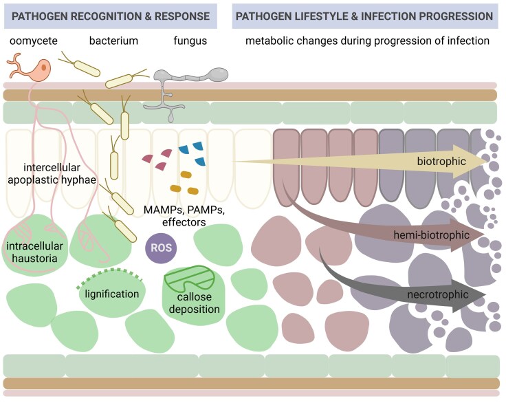 In silico encounters: harnessing metabolic modelling to understand plant-microbe interactions.