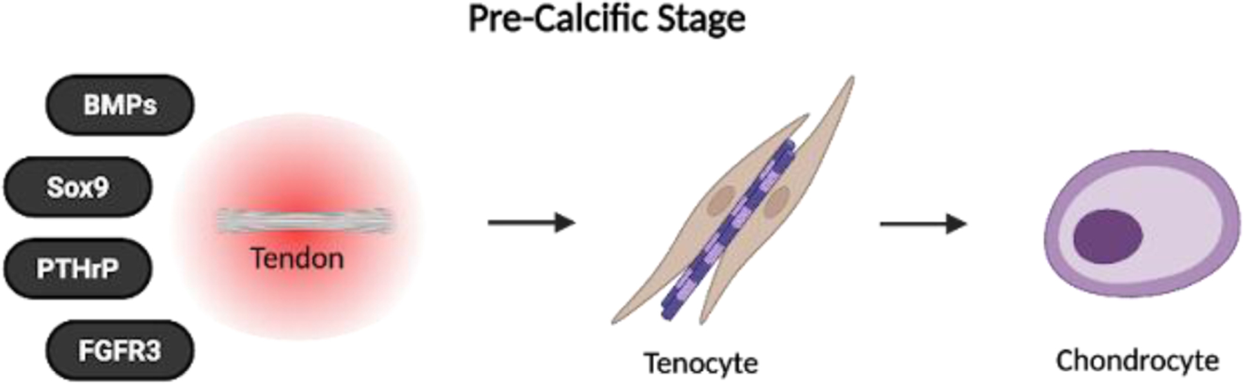 Calcified vs. Non-Calcified Tendinopathy of the Rotator Cuff: Clinical Presentations, Prognostic Implications, and Emerging Therapeutic Strategies.