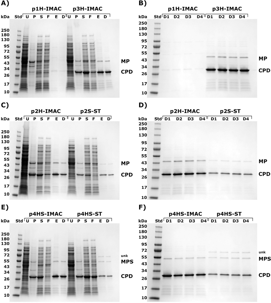 Simplified MS2 phage-like particle production including a novel maturation protein internal fusion affinity tag.