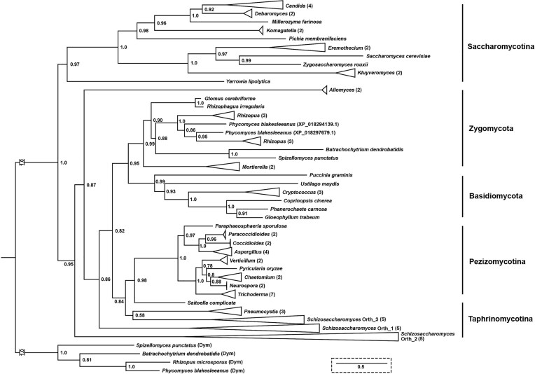 Golgi_traff phylogeny reveals ancient eukaryotic genes with recent surprises: replication and diversification of HID1 domain-containing protein unique to Schizosaccharomyces.
