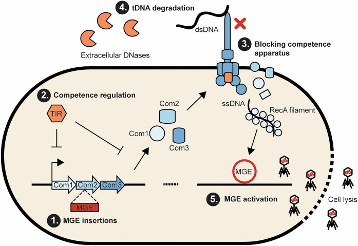 Naturally competent bacteria and their genetic parasites-a battle for control over horizontal gene transfer?