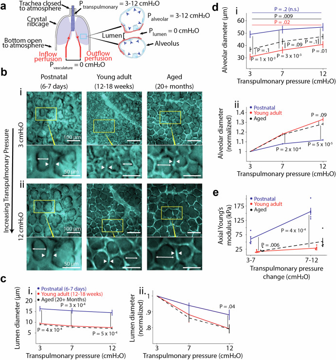 Micromechanics of lung capillaries across mouse lifespan and in positive- vs negative-pressure ventilation.