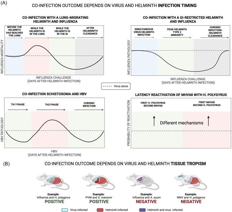 Helminth infections affect host immune responses to viral infections and vaccines.