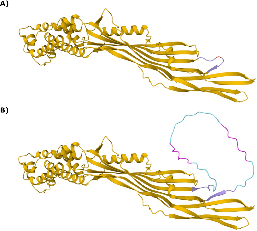 Simplified MS2 phage-like particle production including a novel maturation protein internal fusion affinity tag.