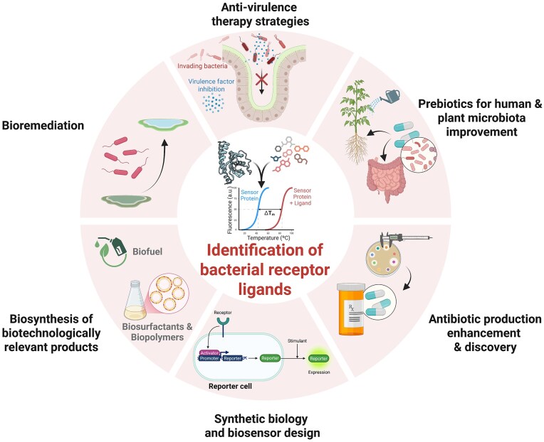 Thermal shift assay to identify ligands for bacterial sensor proteins.