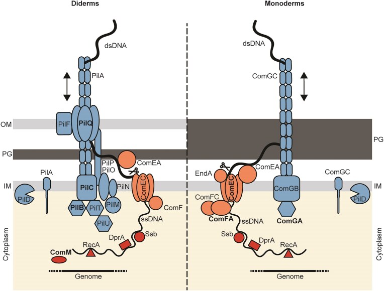 Naturally competent bacteria and their genetic parasites-a battle for control over horizontal gene transfer?