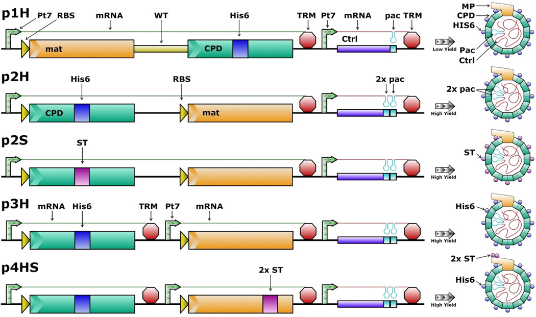 Simplified MS2 phage-like particle production including a novel maturation protein internal fusion affinity tag.