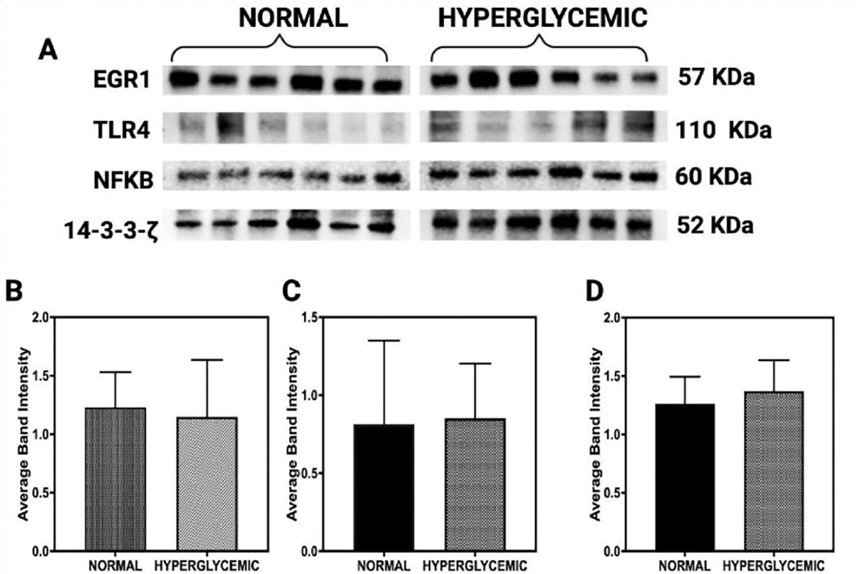 Modulation of EGR1 Expression by Hyperglycemia in Swine Rotator Cuff Tendons.