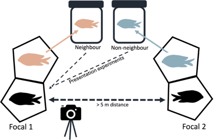 Familiarity mediated by body size predicts intraspecific aggression in farming damselfishes.