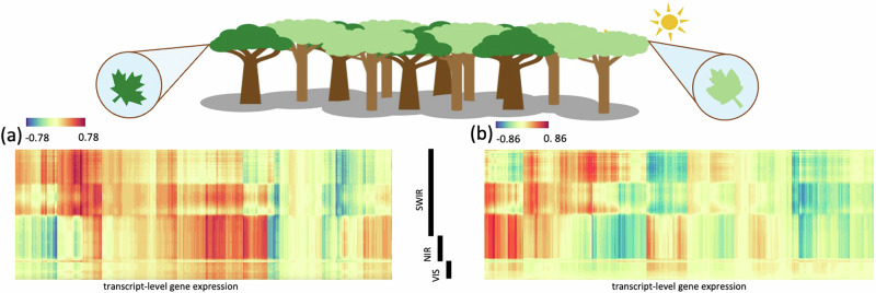 Linking leaf hyperspectral reflectance to gene expression.