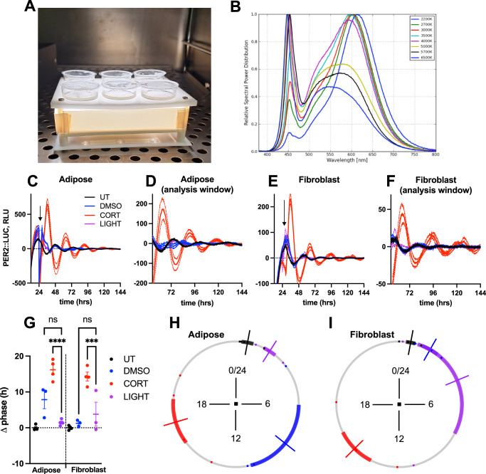 Light does not phase shift the circadian clock of subcutaneous adipose tissue in vitro.