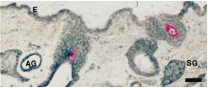 Prolactin and heat stress; focus on domestic ruminants.