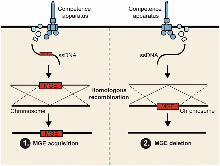 Naturally competent bacteria and their genetic parasites-a battle for control over horizontal gene transfer?