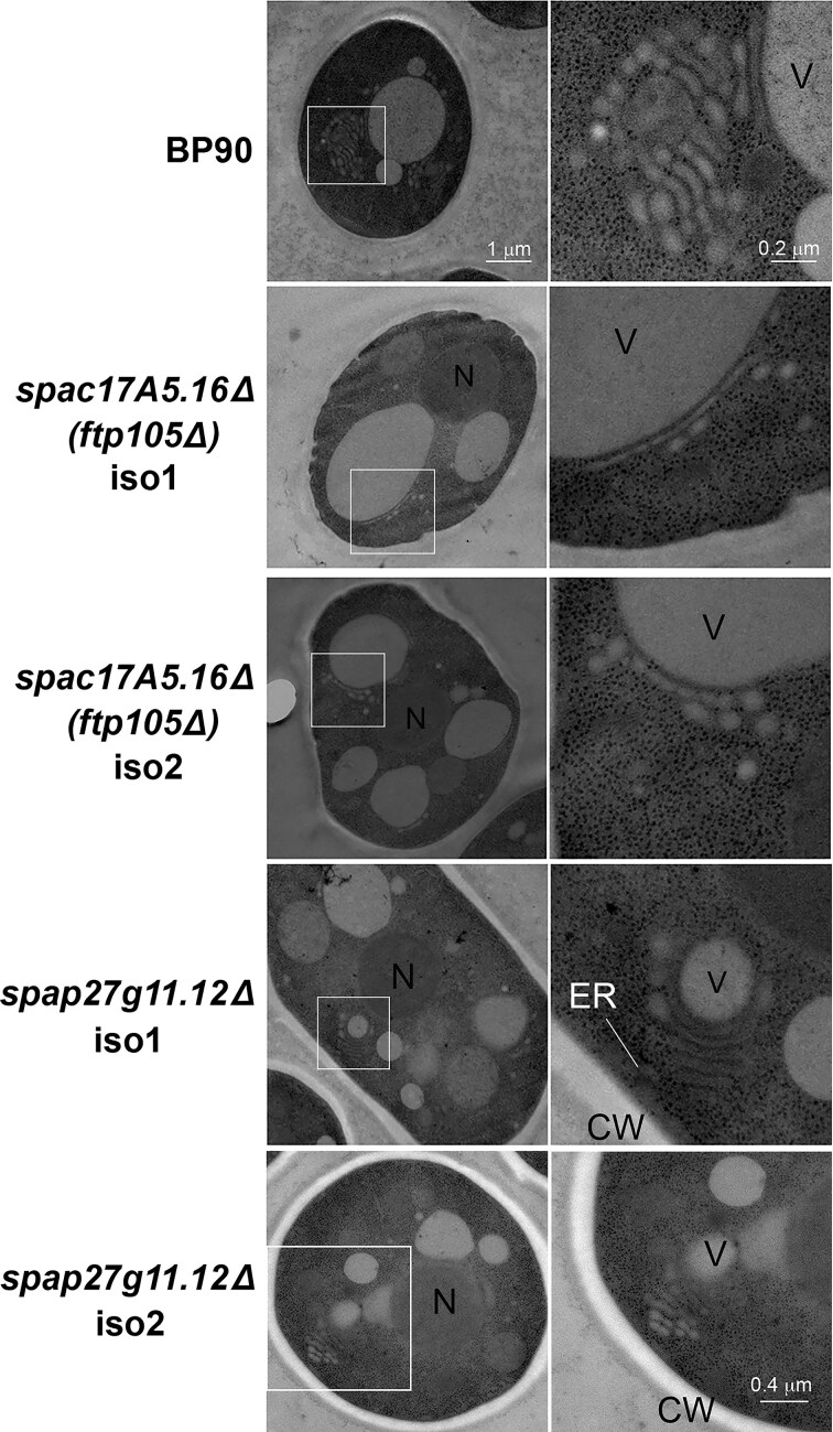 Golgi_traff phylogeny reveals ancient eukaryotic genes with recent surprises: replication and diversification of HID1 domain-containing protein unique to Schizosaccharomyces.