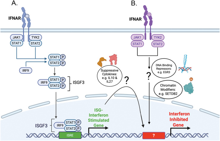 Working in negative space: Type I interferon mediated immuno-modulation through transcriptional suppression in disease and homeostasis.