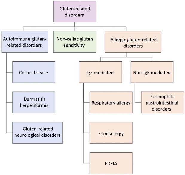 Inflammatory Myopathies and Autoimmune Gluten-related Disorders: A Scoping Review of Pathophysiological Interconnections and Hypothesis.
