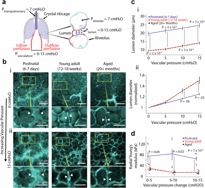 Micromechanics of lung capillaries across mouse lifespan and in positive- vs negative-pressure ventilation.