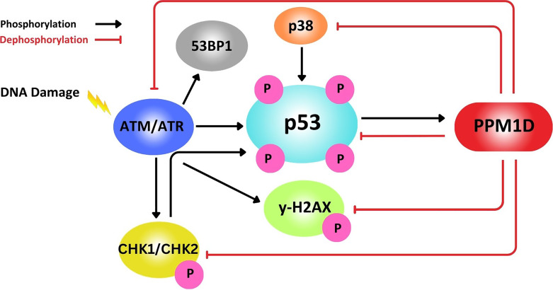 Ultrarare Variants in DNA Damage Repair Genes in Pediatric Acute-Onset Neuropsychiatric Syndrome or Acute Behavioral Regression in Neurodevelopmental Disorders.