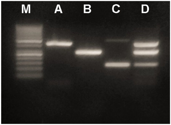Molecular characterization and antibiotic susceptibility of methicillin-resistant <i>Staphylococcus aureus</i> in immunocompromised cancer patients.