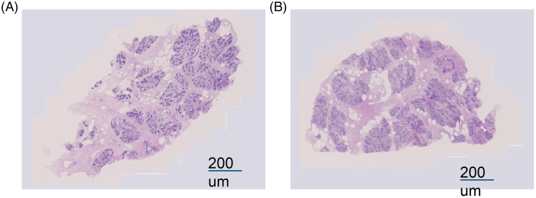 Pre-stimulation of precision-cut bovine udder slices with zymosan before LPS exposure indicates aspects of trained immunity especially in the absence of FCS.