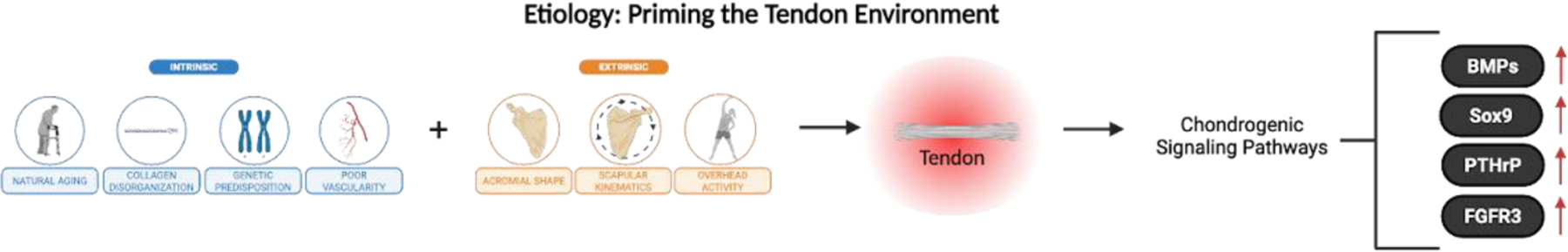 Calcified vs. Non-Calcified Tendinopathy of the Rotator Cuff: Clinical Presentations, Prognostic Implications, and Emerging Therapeutic Strategies.