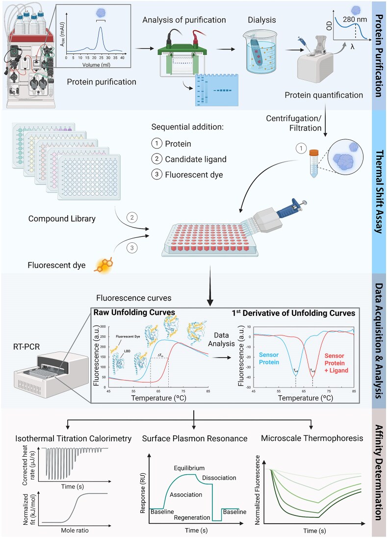 Thermal shift assay to identify ligands for bacterial sensor proteins.