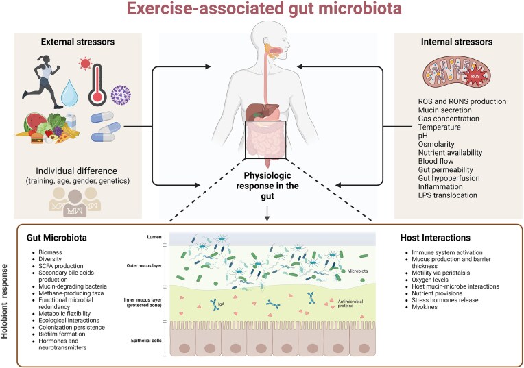 Mechanisms underlying alterations of the gut microbiota by exercise and their role in shaping ecological resilience.