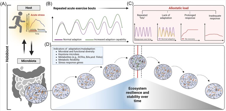 Mechanisms underlying alterations of the gut microbiota by exercise and their role in shaping ecological resilience.
