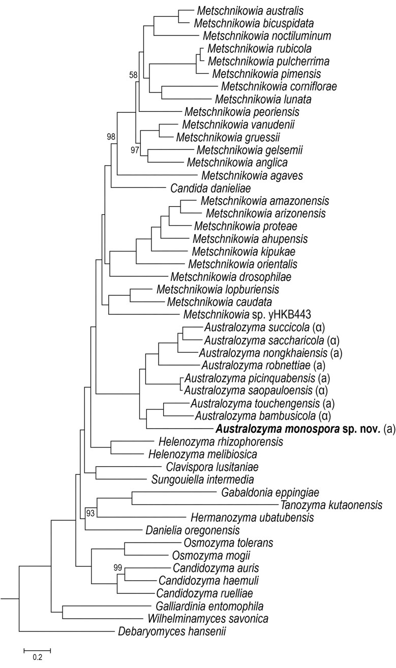 Reviving Élie Metschnikoff's Monospora: the obligately parasitic yeast Australozyma monospora sp. nov.