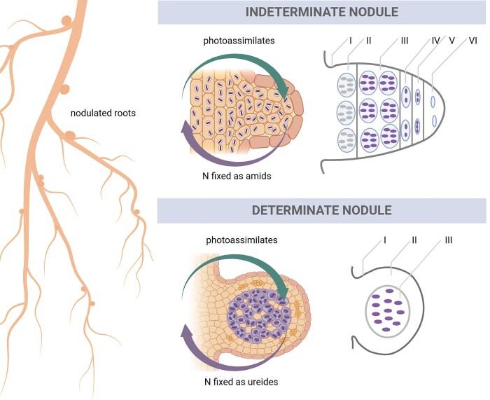In silico encounters: harnessing metabolic modelling to understand plant-microbe interactions.