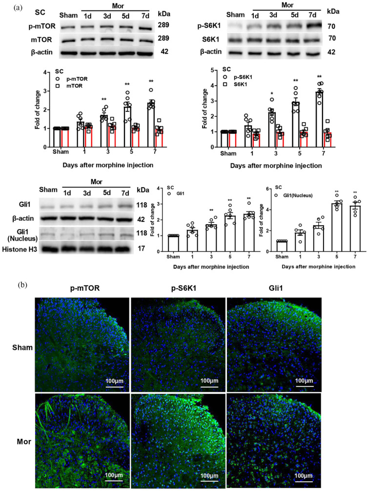 Inhibition of mTOR/S6K1/Gli1 signaling alleviates morphine-induced thermal hyperalgesia and tolerance.