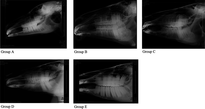 Evaluation of maturation-related changes in maxillary sinus diameter and cheek teeth positioning relative to the maxillary sinus in the Dareshuri horse.