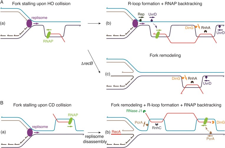 Hallmarks of DNA replication stress responses in Escherichia coli and Bacillus subtilis.