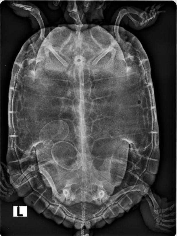 Intravenous ketamine-medetomidine anesthesia in combination with intrathecal lidocaine for prefemoral coeliotomy in red-eared sliders (<i>Trachemys scripta elegans</i>): A case series study.