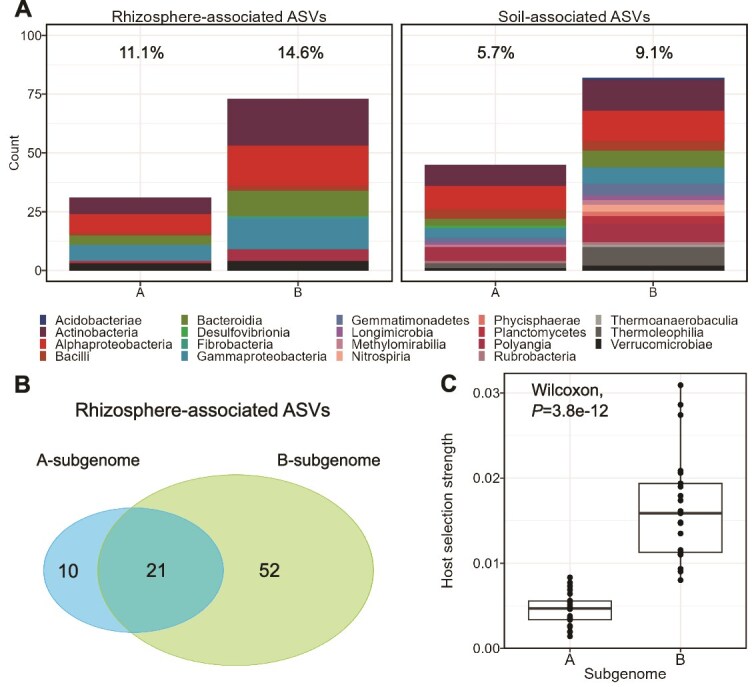 Altered rhizosphere microbiome composition associated with B-subgenome cultivars of diploid and triploid banana plants.