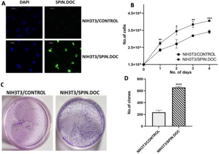 SPIN.DOC induces cellular transformation of NIH3T3 normal mouse fibroblast cells.
