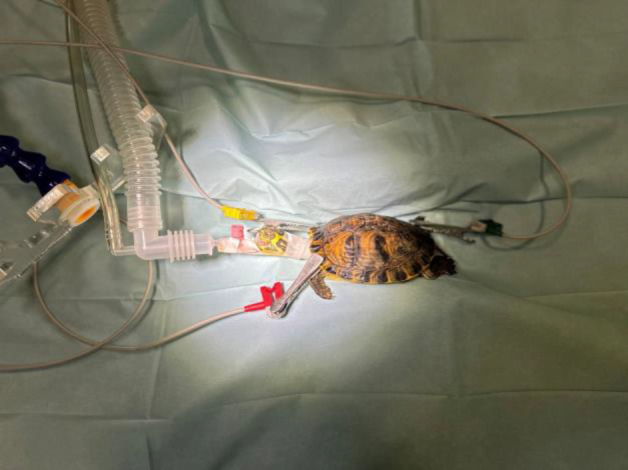 Intravenous ketamine-medetomidine anesthesia in combination with intrathecal lidocaine for prefemoral coeliotomy in red-eared sliders (<i>Trachemys scripta elegans</i>): A case series study.