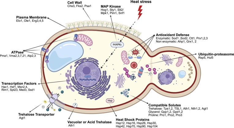 Thermotolerant yeasts promoting climate-resilient bioproduction.